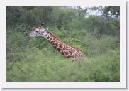 07AkagaraPMGameDrive - 06 * Giraffe (Twiga).